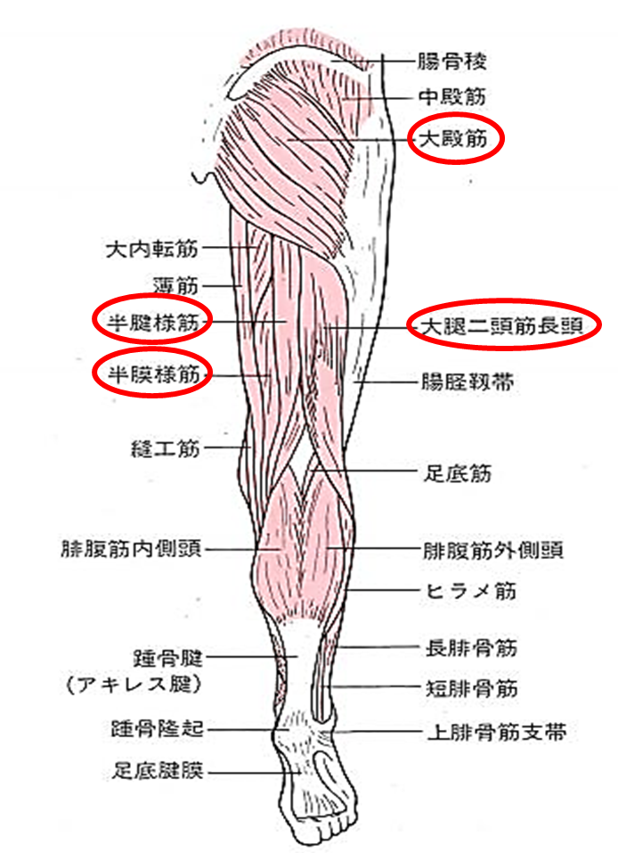 「機能解剖学的触診技術」下肢・体幹